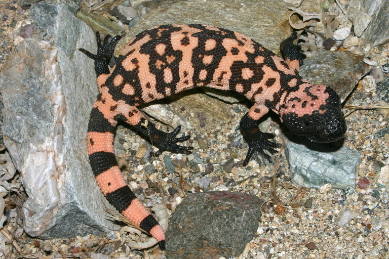 Image of Gila Monster