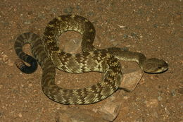 Image of Blacktail Rattlesnake
