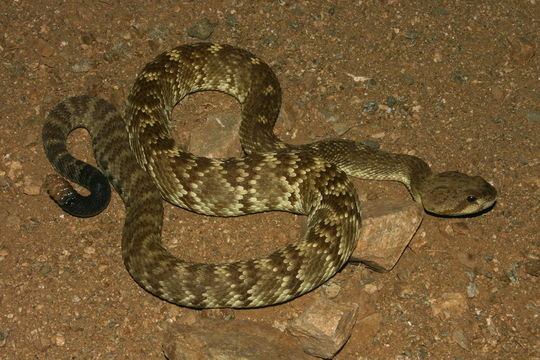 Imagem de Crotalus molossus Baird & Girard 1853