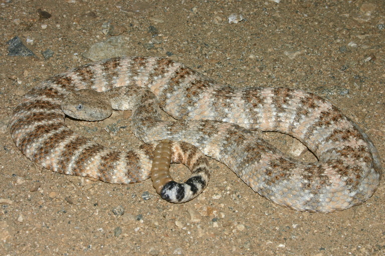 صورة Crotalus mitchellii (Cope 1861)