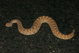 Image of Sidewinder Rattlesnake