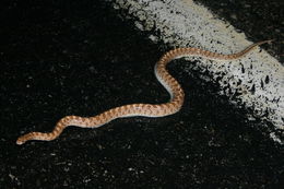 Image of Glossy Snake
