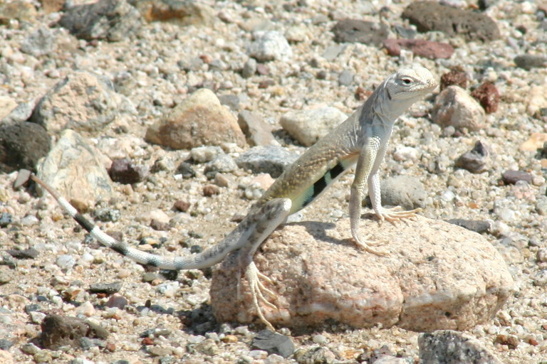 Image of Zebratail Lizard