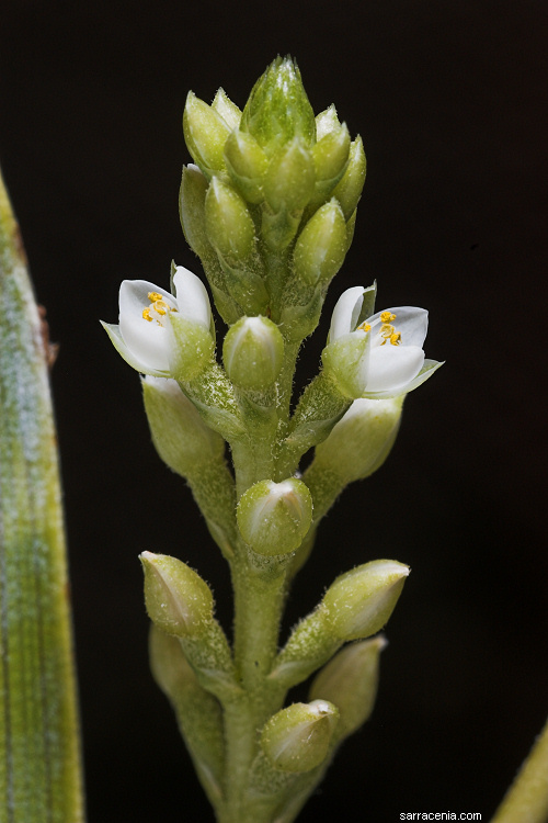 Image of Carnivorous Bromeliad