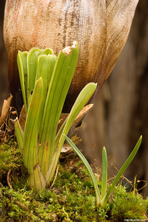 Image of Carnivorous Bromeliad