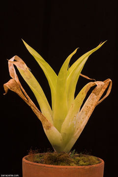 Image of powdery strap airplant