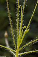 Image de Byblis liniflora Salisb.