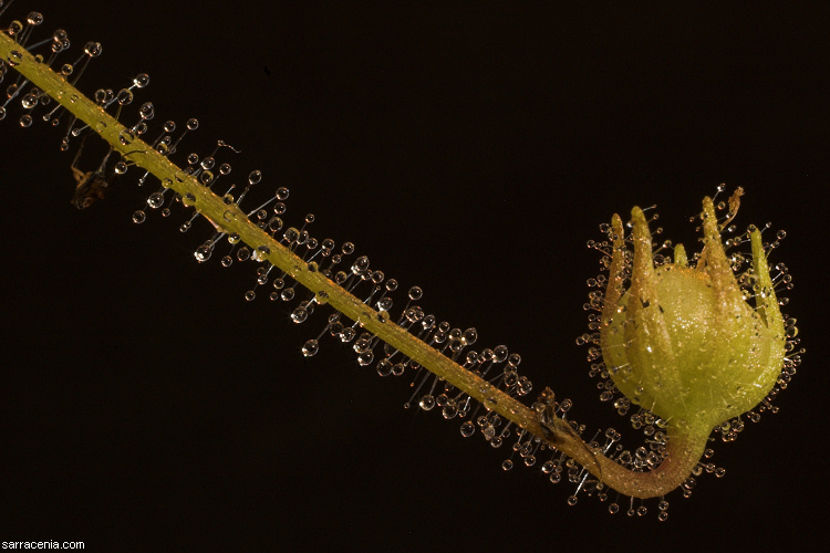 Image de Byblis liniflora Salisb.