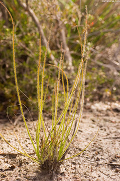 Image of rainbow plant