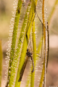 Image of rainbow plant