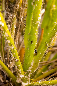 Image of rainbow plant