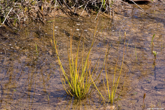 Image of rainbow plant