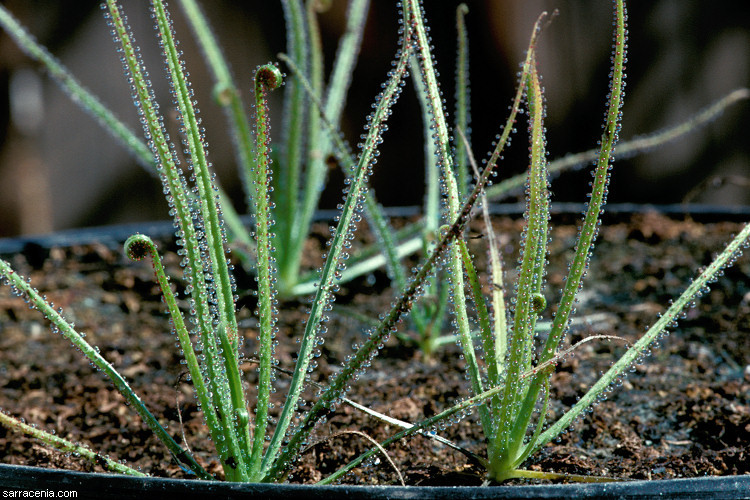 Image de Drosophyllum lusitanicum (L.) Link