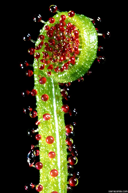 Image de Drosophyllum lusitanicum (L.) Link