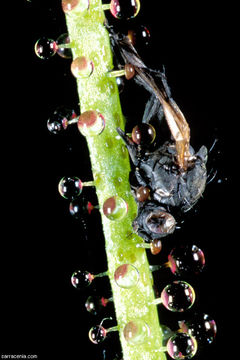 Image of Portuguese Sundew