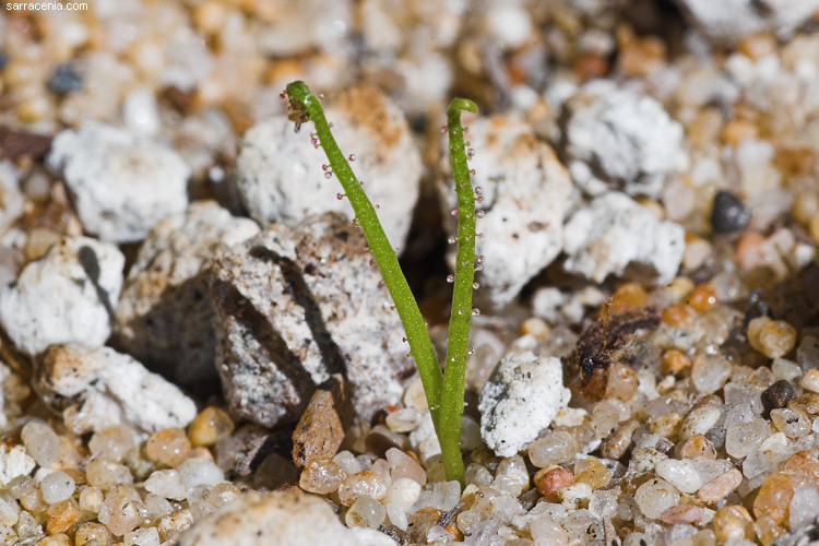 Image de Drosophyllum lusitanicum (L.) Link