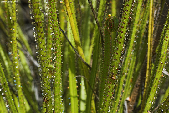 Image of Drosophyllum lusitanicum (L.) Link