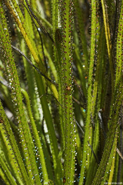 Image of Portuguese Sundew