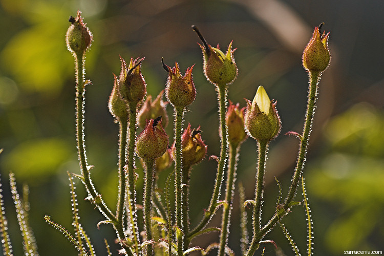 Image de Drosophyllum lusitanicum (L.) Link