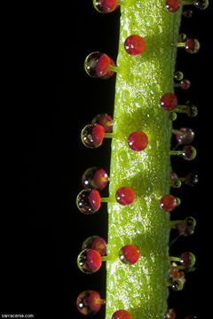 Image of Portuguese Sundew