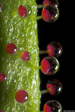 Image of Portuguese Sundew