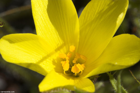 Image of Drosophyllum lusitanicum (L.) Link