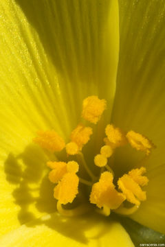 Image of Portuguese Sundew