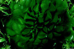 Image of Genlisea aurea A. St. Hil.