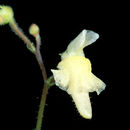 Image of Genlisea filiformis A. St. Hil.