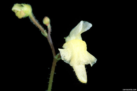 Image of Genlisea filiformis A. St. Hil.