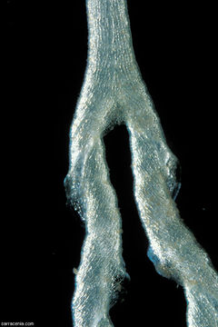 Image of Genlisea hispidula Stapf