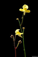 Image of Genlisea pygmaea A. St. Hil.