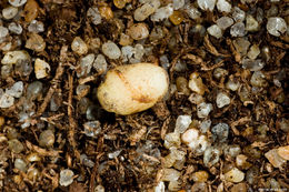 Image of Genlisea pygmaea A. St. Hil.