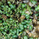 Image of Corkscrew plants