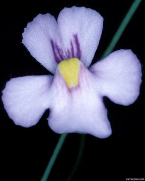 Plancia ëd Genlisea violacea St. Hil.