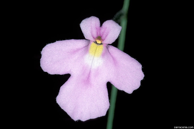 Image de Genlisea violacea St. Hil.