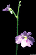 Image de Genlisea violacea St. Hil.