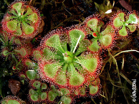 Imagem de <i>Drosera burmanni</i>