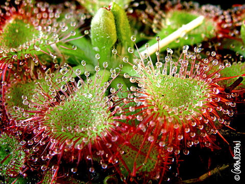 Imagem de <i>Drosera burmanni</i>