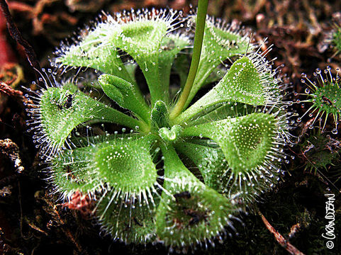 Imagem de <i>Drosera burmanni</i>