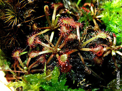 Imagem de Drosera capillaris Poir.