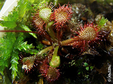 Image of pink sundew