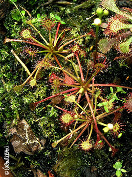 Imagem de Drosera intermedia Hayne