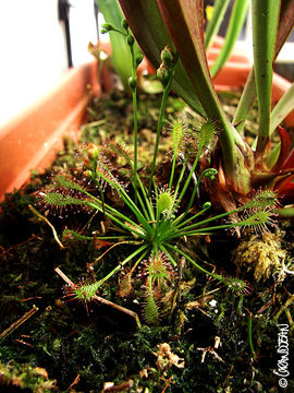 Imagem de Drosera intermedia Hayne