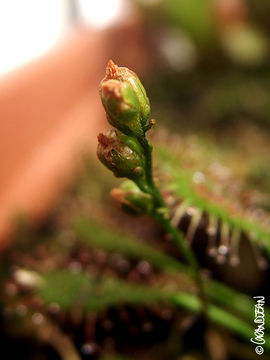 Imagem de Drosera intermedia Hayne