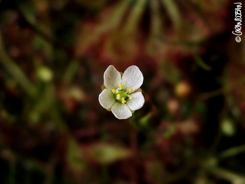 Imagem de Drosera intermedia Hayne