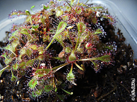 Imagem de Drosera nidiformis Debbert