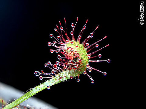 Image of Drosera nidiformis Debbert