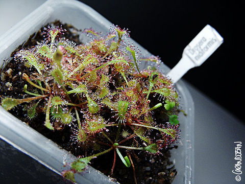 Imagem de Drosera nidiformis Debbert