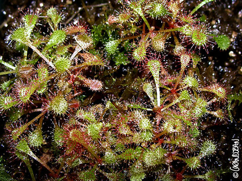 Imagem de Drosera nidiformis Debbert